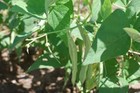 Bean Seeds  Bean Seeds Mix Garden Top 5 Collection  Heirloom Seeds  5 T
