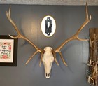 10 European Mount Skull Hanger Deer Skulls Mount Euro Mounts Skull Hangers Deer