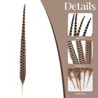 5 Pcs 20-22  Natural Male Ringneck Pheasant Tail Feathers For Diy Crafts