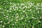 Dutch White Clover Seeds To Plant