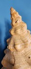 Giant Xl Natural Horse Conch Shell Huge Seashell 15  X 7  Triplofusus Giganteus 