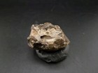 Real Fossil Dinosaur Egg Suspected Turtle Embro Permineralized 