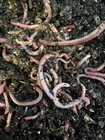 1 Lbs Live European Nightcrawlers Compost Worms Bin-run Different Sizes