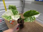 Alocasia Gageana Albo-variegated - Nicely Variegated - 1 Gallon Size