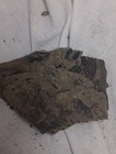 Both Half Of Leaf Fossil Imprint