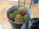 Fresh Bunya Bunya Pine Seeds Araucaria Bidwillii Rare Conifer Bulk Bonzai 2026
