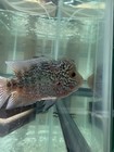 Magma Flowerhorn Cichlid 4   4 5        Vibrant Live Freshwater Aquarium Fish