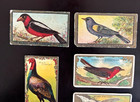 Lot Of 5 1910 Bird Series Tobacco Cards - Wild Turkey  Mecca  Sweet Caporal