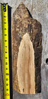 Live Edge Spalted Maple Wood Slab