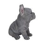 Blue French Bulldog Puppy Sitting Garden Statue Free Shipping