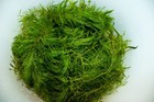 Hornwort Aquatic Plant     Easy Care  Live Freshwater Bunch For Fish Tanks   Ponds
