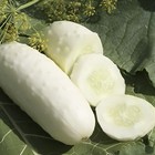 60 Heirloom White Wonder Cucumber Seeds - Delicious Solid White Pickling Variety