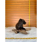 Fhbfox4- Baby Fox Taxidermy Mount