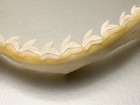 Large 16    Tiger Shark Jaw Taxidermy Clean Educational Set Jaws Natural Teeth  