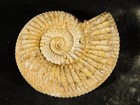 111 Million Year Old  White Ribbed Ammonite Fossil With Stand 99 0gr