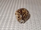 Tiger Cowrie Cypraea Tigris Leopard Pattern Seashell 2 5 8   Shell