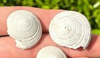 Fossil Gastropods Lot Of 3 Architectonica Sp  Florida Pliocene Age Sundial Shell