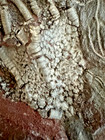All Natural Silurian Crinoid  Scyphocrinites  Erfoud  Morocco  5