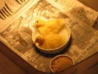 18 Call Duck Eggs   Buy It Now   89 00