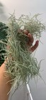 Large Trailing Live Spanish Moss Air Plant -crafts arrangements mulch home Decor