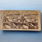 Chicago Il Stereoview C1893 Usa Real Photo Farming Stock Yards Long Horn Cattle