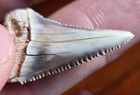 Super Rare Locale  Unique Brown   White Bicolor Fossil Great White Shark Tooth 