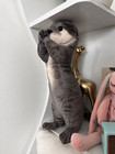Blessing Otter Plush Toy 12  Stuffed Animal Toddler Doll Gift For Kids