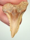 Hemipristis Shark Tooth - Real Fossil Snaggle Shark Teeth 1 08    No Restorations