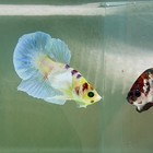 Plakat Dumbo Koi Green Eye Male Betta  au74