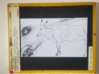The Bull  Pablo Picasso  Magic Lantern Glass Slide