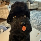 Vintage Steiff Snobby Black Mohair Poodle 1950 Ear Button Paper Tag Excellent