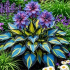 290  Perennial Hostas For Planting  Low Maintenance Rich Foliage  Heart Hosta 