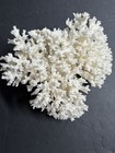 Natural White Branching Coral Cluster Skeleton Specimen Coastal Beach Decor