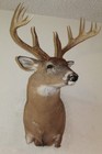 Wide Whitetail Deer Head Shoulder Mount Taxidermy Cape Shed Antler Mule