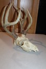 Double Main Beam Freak Whitetail Deer Mount Taxidermy Skull Antler Hunt Mule