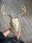 Real White Tail Deer Skull With Antlers European Mount On Wood Plaque Wall Mount