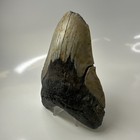 Megalodon Shark Tooth 5 47 Inch - Huge - Feeding Damage - Authentic Fossil 20520