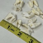 Lot Of 10 Real Coyote Molars Teeth Taxidermy Art Weird Odd Project Unqiue   3222
