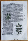 Post Incunable Leaf Hortus Sanitatis Colored Woodcuts Botany Garlic - 1511
