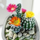 3 Pcs Artificial Plants Blooming Cactus Colors Flower Flocking Succulents   106 