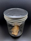 Live Cecropia Moth Cocoon - Ventilated Overwinter Setup - Spring    26 Emergence