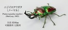 Bandai Gashapon Stag Beetle 10 Action Figure Rainbow Stag Beetle Normal Japan