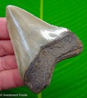 Megalodon Shark Tooth  Real Fossil - 3 15     Sharks Teeth No Restorations