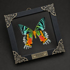 Madagascar Sunset Moth Taxidermy Real Moth In Clear Frame Floating Insect Decor
