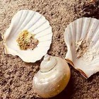 Scallop Shells Serving Food Large Natural White 4-5 Inches Sand New