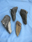 Megalodon Lot Of 4 Teeth No Restoration Fossil Sharks Tooth