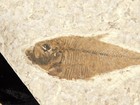 Super Fine Bones  Diplomystus Fry Fish Fossil From Fossil Lake Wyoming 197gr