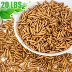 20 Lbs Bulk Dried Mealworms Non Gmo Organic For Fish Bluebirds Chickens Gliders
