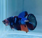 Betta Nemo Koi Male Multi Live Fish Usa High Quality  293