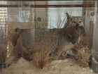 Canadian Lynx With Quail In Its Mouth In Oak And Glass Display With 2 Lights 